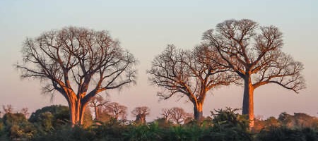 バオバブオイル