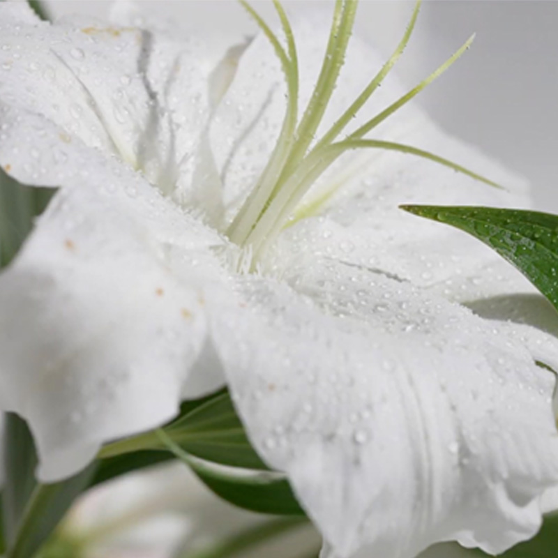 White Lily - 3